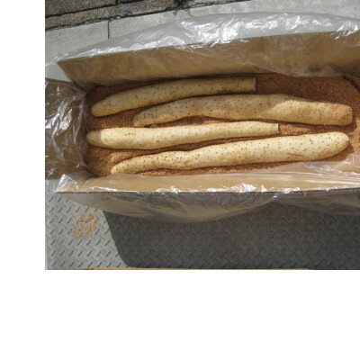 青森県産ながいも「ネバリスター」約5kg(3L～4Lサイズ×4本入り)【配送不可地域：離島・沖縄県】【1375460】