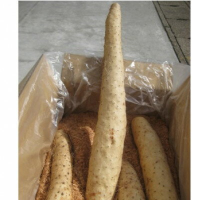 【ふるさと納税】青森県産ながいも「ネバリスター」約5kg(3L～4Lサイズ×4本入り)【配送不可地域：離島・沖縄県】【1375460】 - 画像2