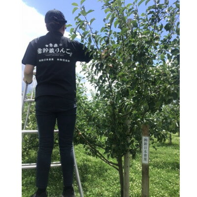 【ふるさと納税】【令和7年産先行予約】お楽しみ♪青森県産りんご「サンふじ」他 食べ比べセット【離島・沖縄配送不可】【配送不可地域：離島・沖縄県】【1423600】 サムネイル2