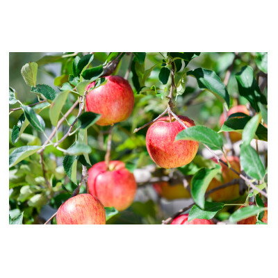 【ふるさと納税】【25年12月より順次発送】平均糖度13度以上! シナノスイート 約5kg 訳あり【配送不可地域：離島・沖縄県】【1608968】 サムネイル3