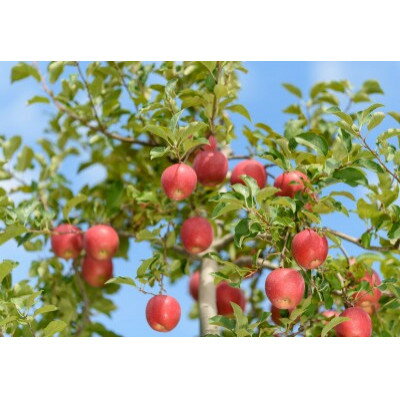 【ふるさと納税】【25年12月出荷予定】 紅玉 約10kg 訳あり【配送不可地域：離島・沖縄県】【1612077】 サムネイル3