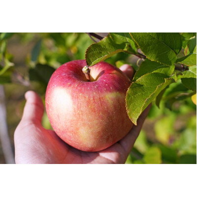 【ふるさと納税】平均糖度13度以上! 葉とらずサンふじ 約5kg 訳あり【配送不可地域：離島・沖縄県】【1612859】 サムネイル3