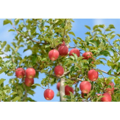 【ふるさと納税】【26年4月出荷予定】紅玉 約10kg おもてなし用 CA貯蔵 クール便【配送不可地域：離島・沖縄県】【1612929】 サムネイル3