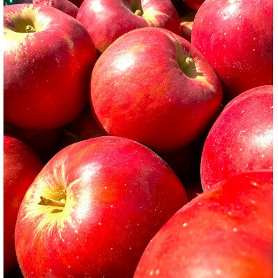 【ふるさと納税】【26年4月出荷予定】紅玉 約5kg おもてなし用 CA貯蔵 クール便【配送不可地域：離島・沖縄県】【1612930】 サムネイル2