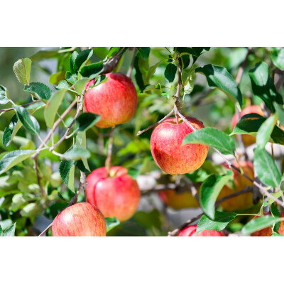 【ふるさと納税】平均糖度13度以上! 有袋ふじ 約5kg おもてなし用 CA貯蔵 クール便【配送不可地域：離島・沖縄県】【1613037】 サムネイル3