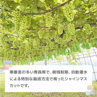 【ふるさと納税】美味しさは「寒暖差」にあり 粒だけ!青森市産【訳あり】シャインマスカット(約1kg)【配送不可地域：離島】【1613276】 サムネイル2