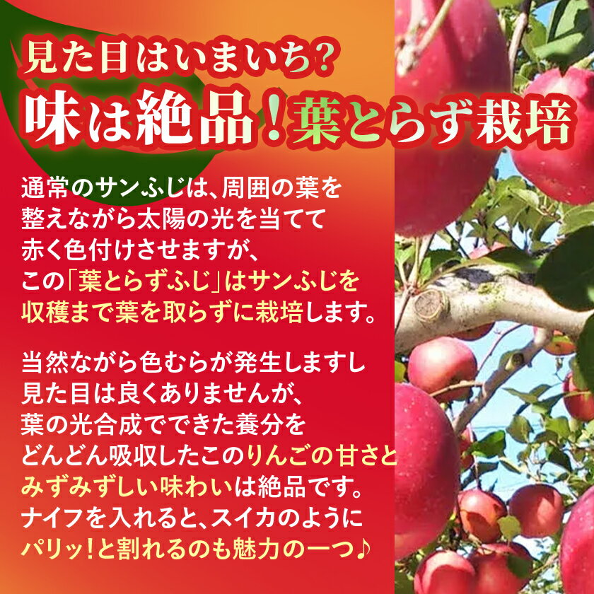 【ふるさと納税】りんご 葉取らずふじ 蜜入判定 3kg (約9～12個)_ りんご 林檎 リンゴ ふじ フジ 果物 くだもの フルーツ 葉取らず 青森県 産地直送 送料無料 おすすめ 人気 お取り寄せ 贈答 ギフト プレゼント 常温 3kg 【配送不可地域：離島】【1085335】 サムネイル3