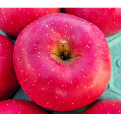 【ふるさと納税】【訳あり】青森県産りんご「サンふじ家庭用」約5kg 産地直送!_ りんご リンゴ 林檎 サンふじ 訳あり 家庭用 青森県産 果物 フルーツ 美味しい 人気 産地直送 送料無料 【配送不可地域：離島】【1321109】 サムネイル3