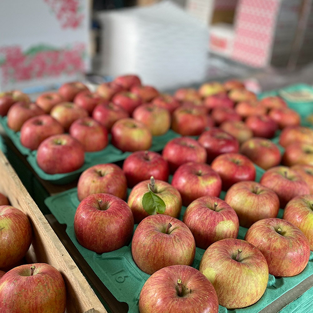 【ふるさと納税】 【25年11月〜発送】りんご【数量限定】家庭用 葉とらず ふじ 約5kg（中玉〜大玉12〜18玉程度）【先行受付】 青森 果物 フルーツ 林檎 リンゴ くだもの 予約 サムネイル3