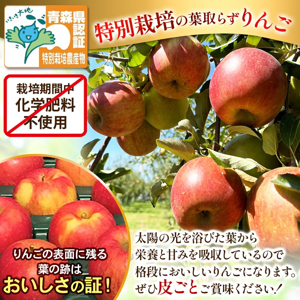 【ふるさと納税】【25年12月発送】りんご 訳あり家庭用【年内発送】葉取らず サンふじ 約5kg（14〜20玉程度）青森県特別栽培農産物認証農園 サムネイル2