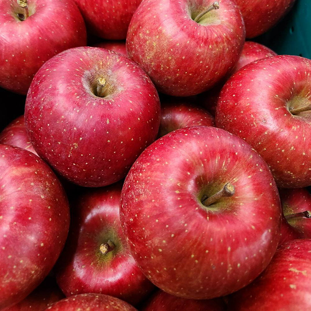 【ふるさと納税】 【26年1月〜発送】りんご 葉とらずサンふじ 約3kg 贈答用 ちとせ村 サムネイル3