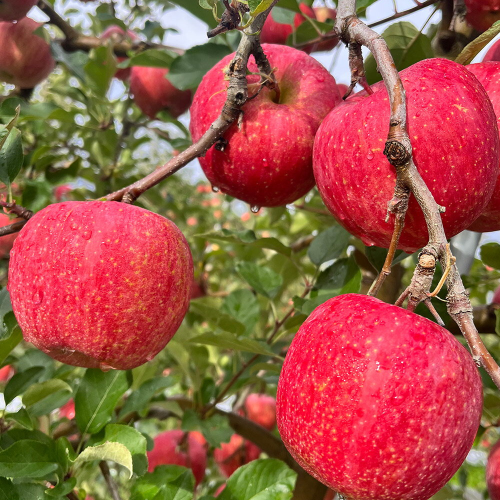 【ふるさと納税】【25年11月出荷】りんご 權之丞 サンふじ 贈答用 約5kg【弘前市産・青森りんご】 サムネイル3