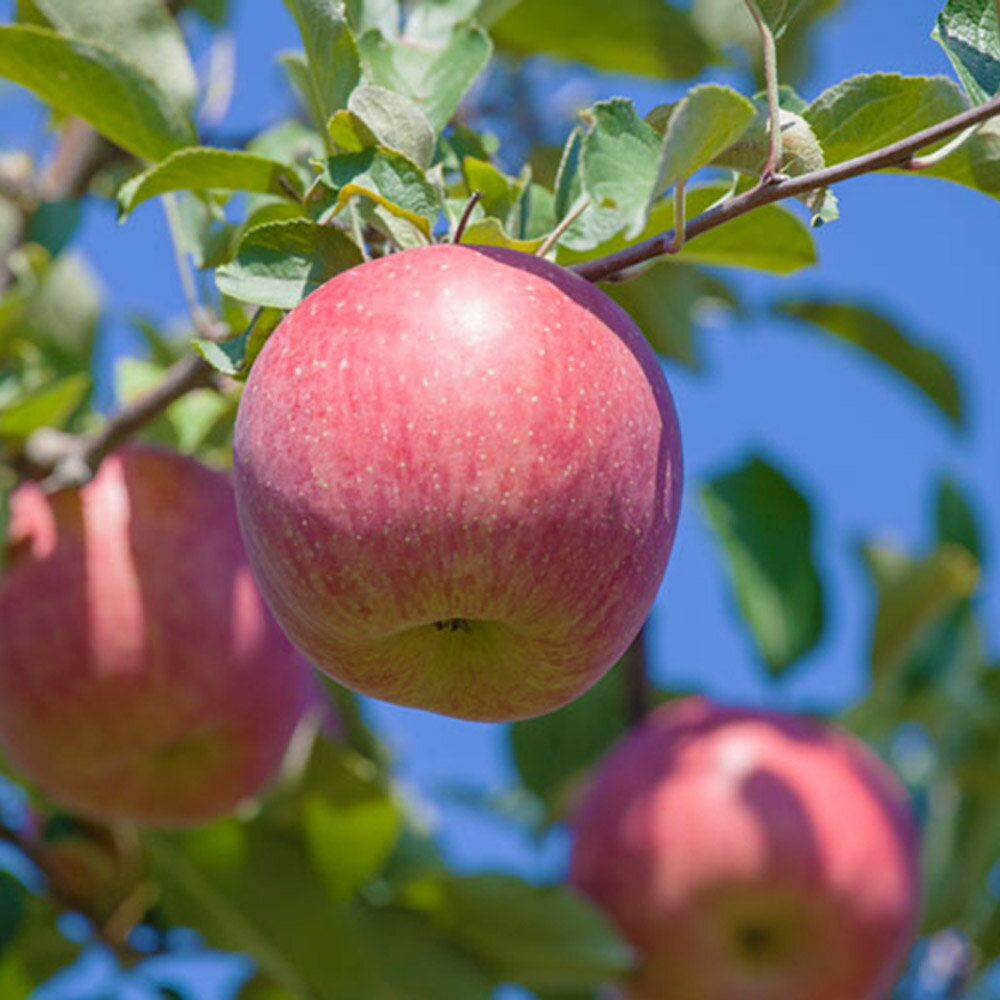 【ふるさと納税】りんご ねぷたりんご バラエティーセット 家庭用 約5kg 【品種おまかせ】 サムネイル2