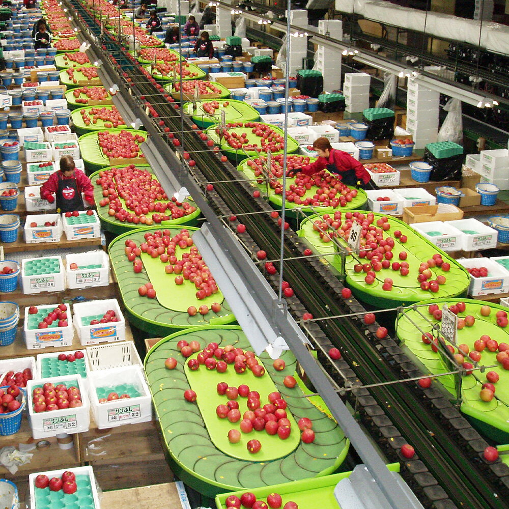 【ふるさと納税】【26年2月発送】りんご 葉取らずサンふじ【訳あり】約5kg キタエアップル サムネイル3