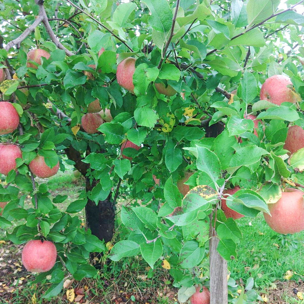 【ふるさと納税】 【12月〜発送】りんご【先行受付】家庭用 葉とらず サンふじ 約 5kg (16〜20玉程度) 前田りんご園 青森 果物 フルーツ 林檎 リンゴ くだもの 予約 サムネイル2