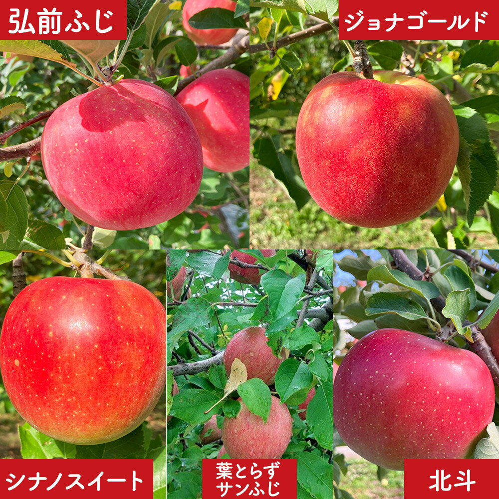 【ふるさと納税】りんご 訳あり りんご 品種おまかせ詰め合わせ 約 5kg（16〜20玉程度）前田りんご園 青森 果物 フルーツ 林檎 リンゴ くだもの 不揃い 規格外 予約 サムネイル2