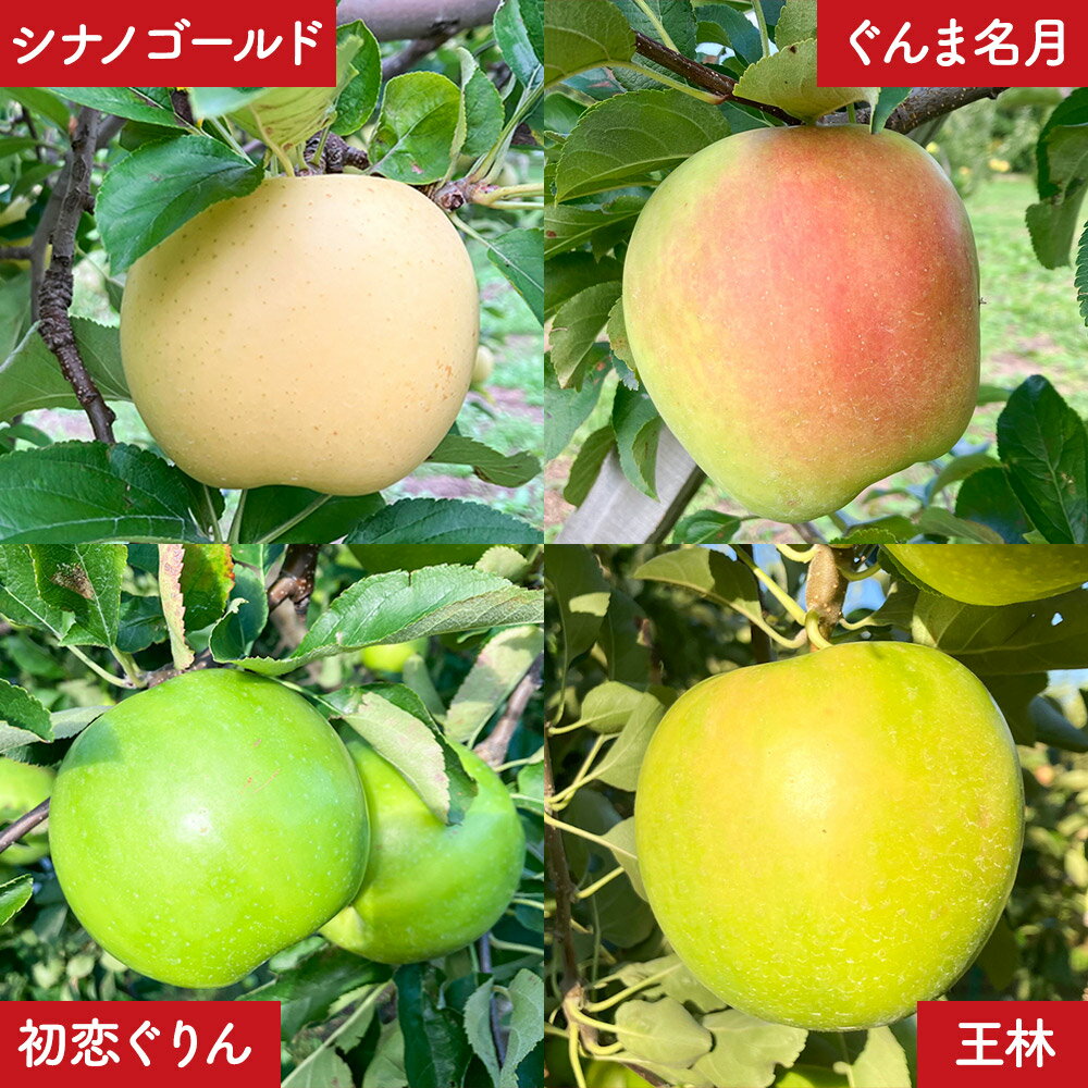 【ふるさと納税】りんご 訳あり りんご 品種おまかせ詰め合わせ 約 5kg（16〜20玉程度）前田りんご園 青森 果物 フルーツ 林檎 リンゴ くだもの 不揃い 規格外 予約 サムネイル3