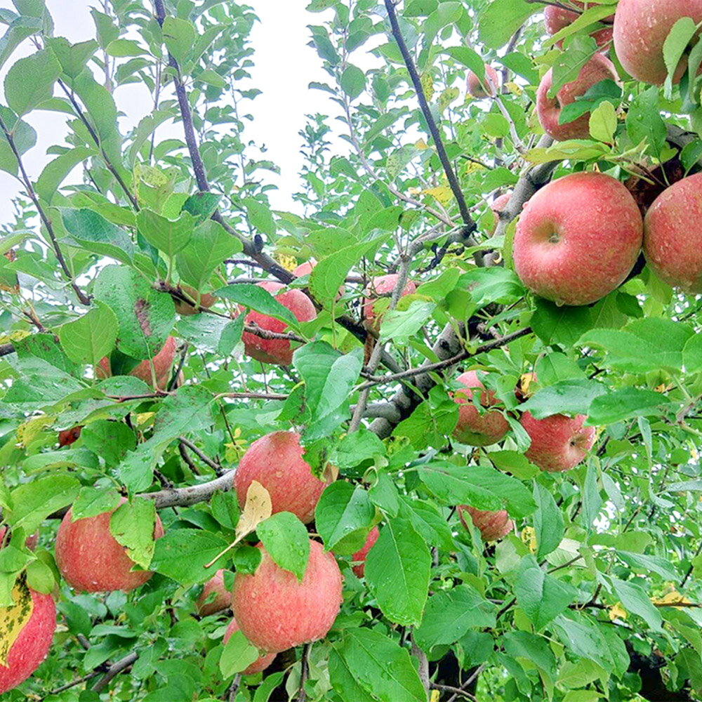 【ふるさと納税】 【25年12月発送】りんご【訳あり】葉とらず サンふじ 約5kg 小玉 前田りんご園 サムネイル2