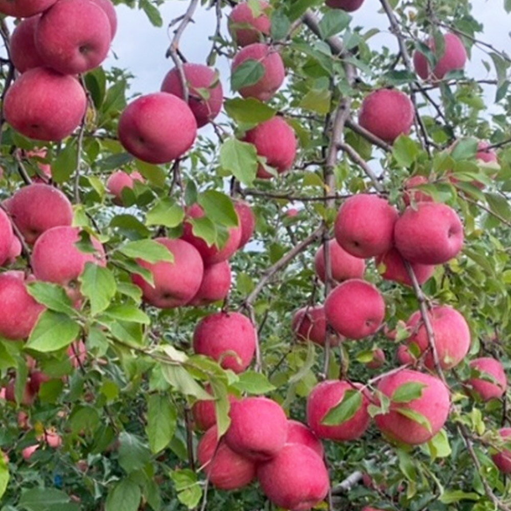 【ふるさと納税】 【26年1月発送】りんご 葉とらず サンふじ 約5kg サムネイル2