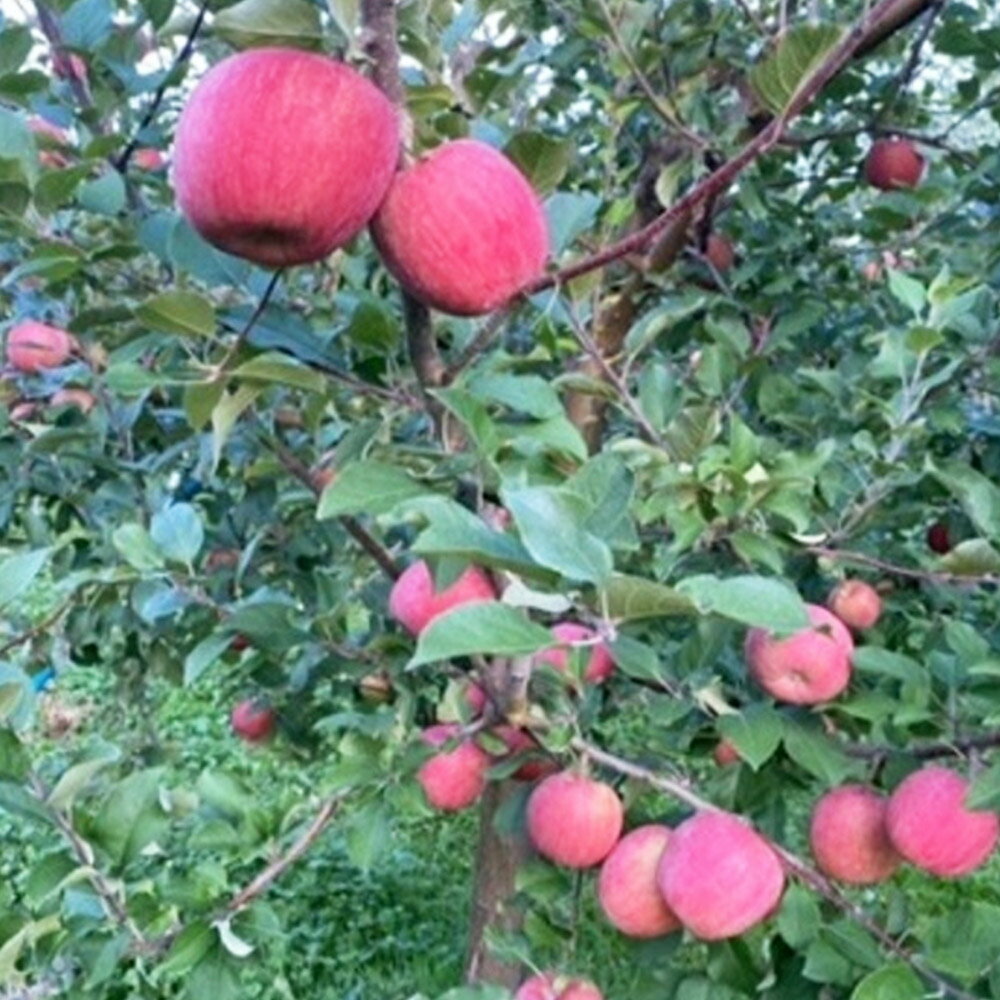 【ふるさと納税】 【26年1月発送】りんご 葉とらず サンふじ 約5kg サムネイル3