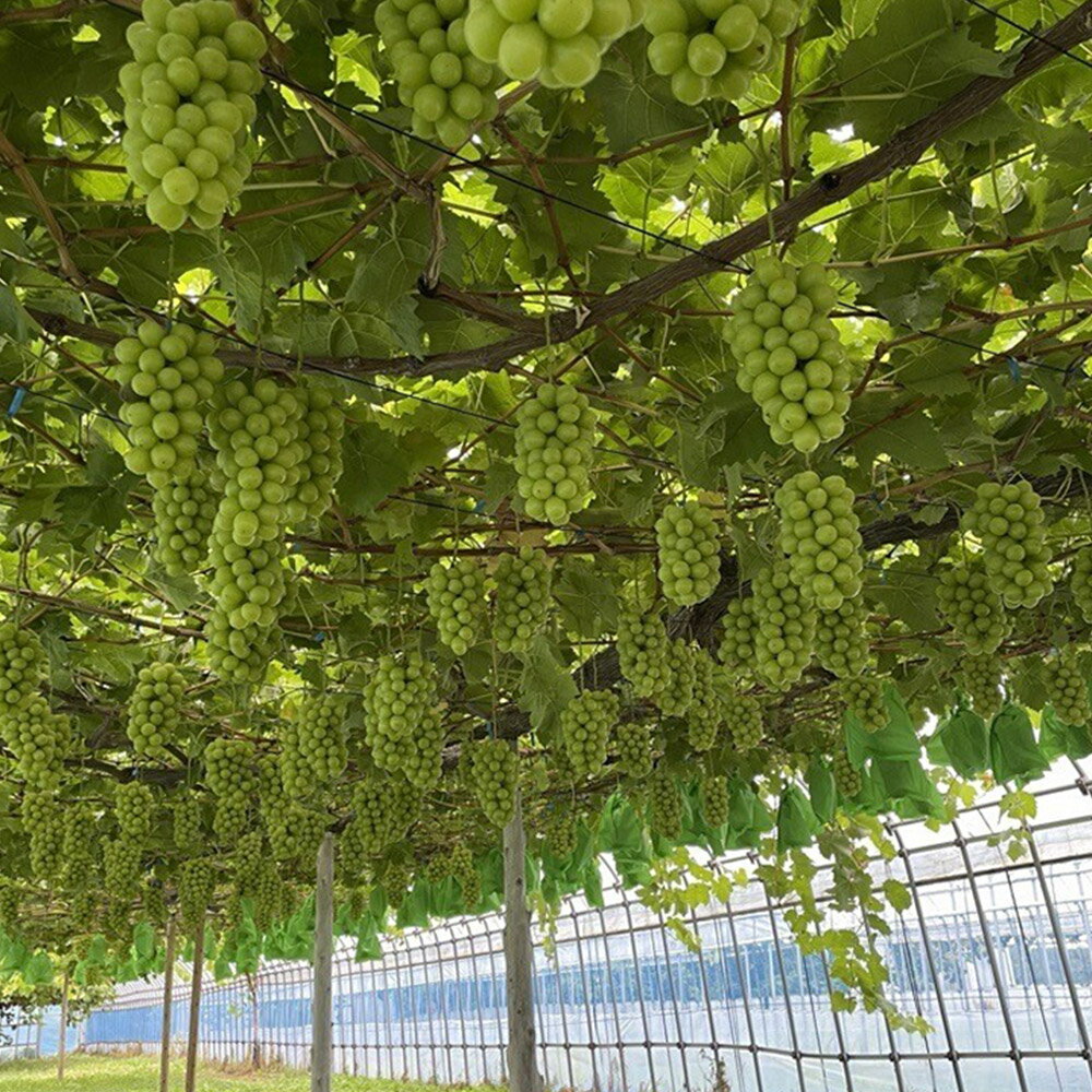 【ふるさと納税】 【訳あり】 シャインマスカット1kg ぶどう フルーツ 果物 ブドウ 葡萄 グレープ くだもの 産地直送 サムネイル2