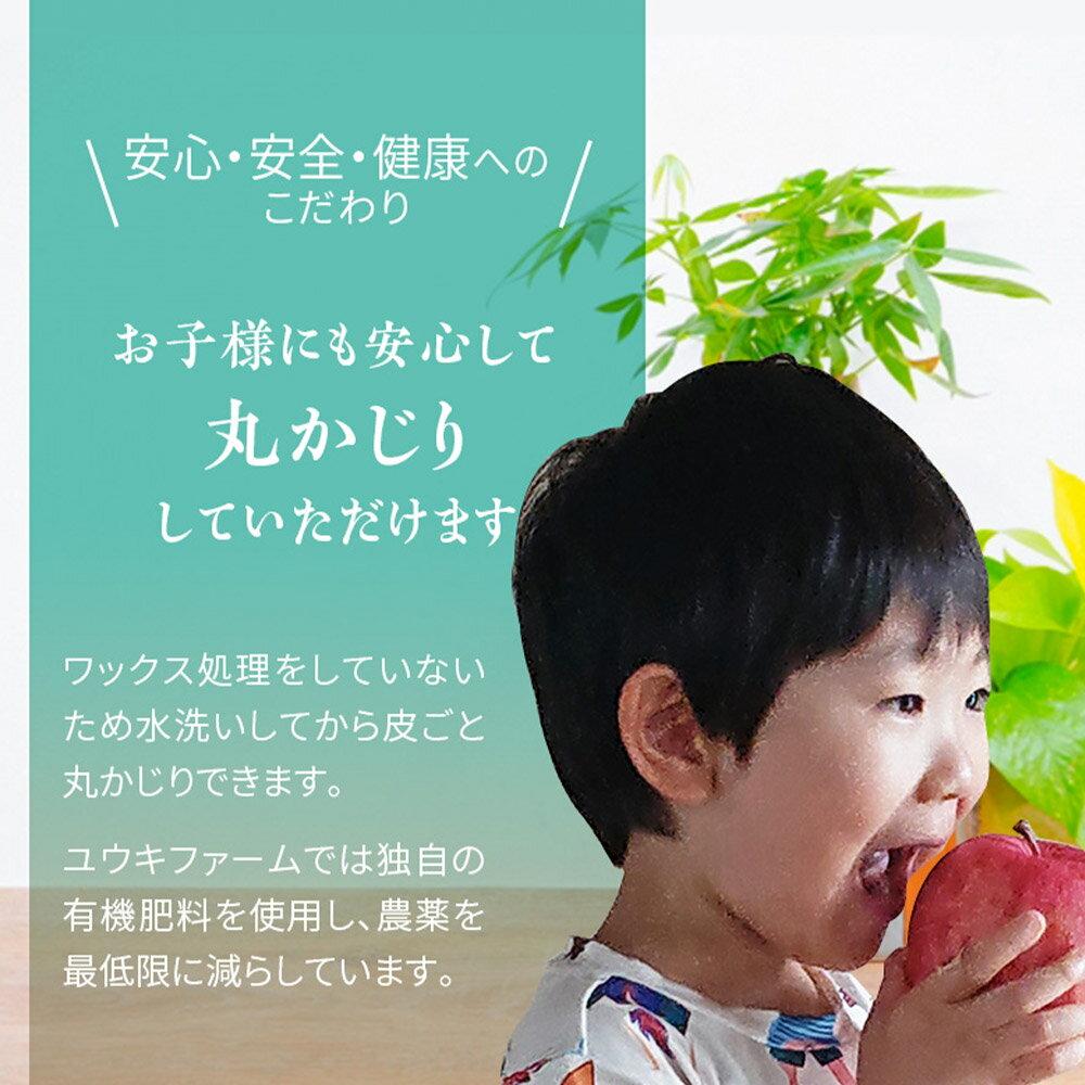 【ふるさと納税】 【26年1月〜発送】りんご 【 数量限定 】訳あり 雪完熟 家庭用 糖度13度以上 サンふじ 約 5kg 16〜18個入り サムネイル3