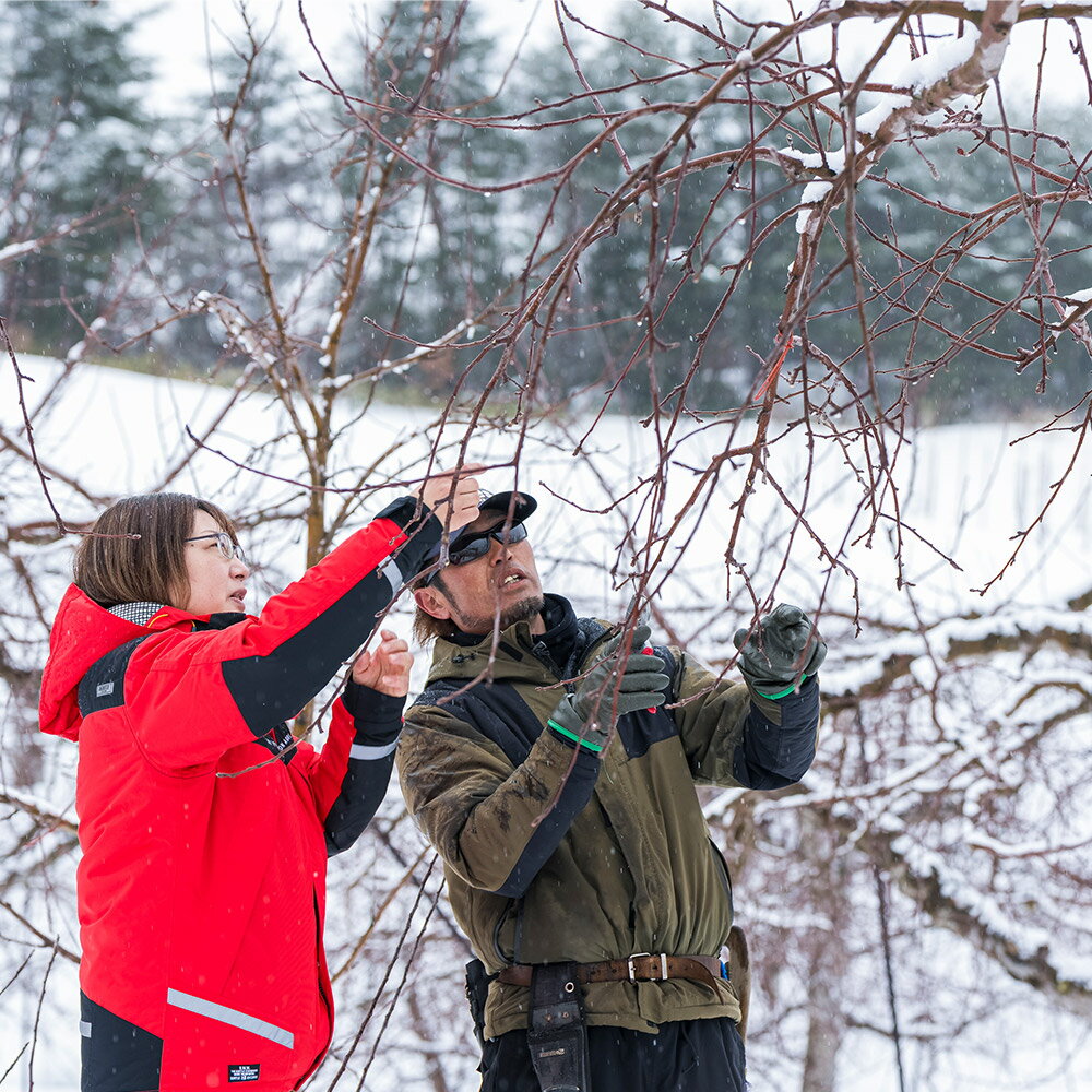 【ふるさと納税】りんご 【定期便3ヶ月】 平均糖度12.5度以上！ 訳あり品種おまかせ 約10kg 【選べる発送月9月／12月】3回分 青森 果物 フルーツ 林檎 リンゴ くだもの 不揃い 規格外 サムネイル3