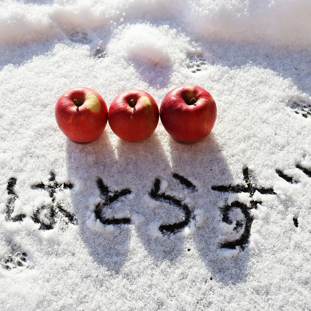 【ふるさと納税】【25年12月発送】【選べるお届け回数】りんご 葉とらず ふじ【家庭用】約10kg ゴールド農園 サムネイル3