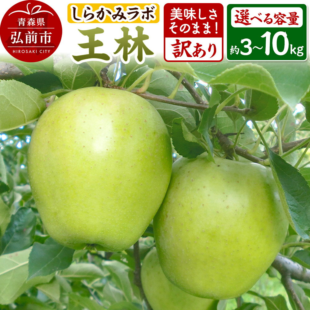 【25年12月〜発送】りんご 王林【訳あり】【選べる容量】しらかみラボ
