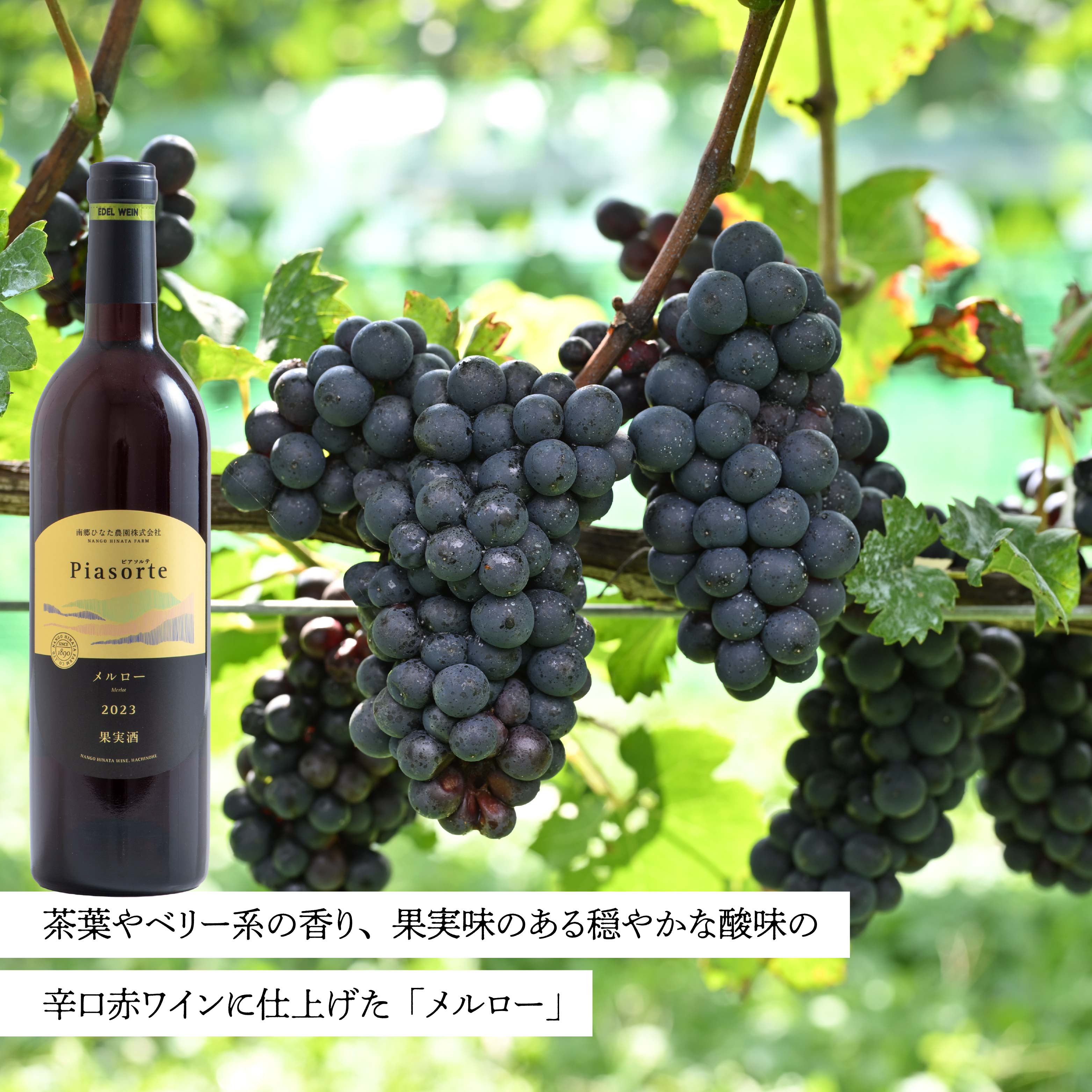 【ふるさと納税】南郷ひなた農園 日本ワイン ピアソルテ メルロー2023 750ml × 1本 青森県 八戸市 サムネイル3