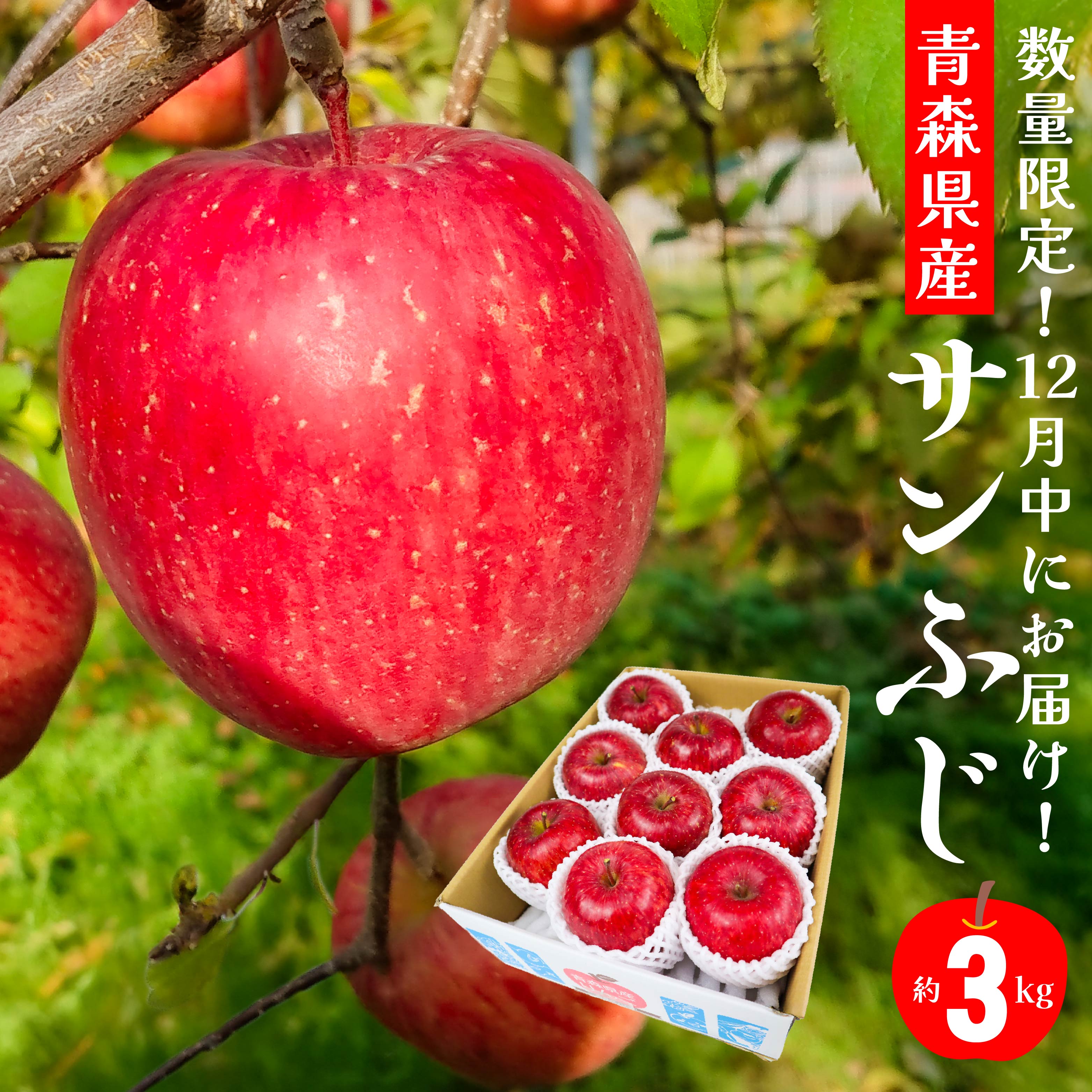 12月中にお届け！ 青森県産 サンふじ りんご 3kg 林檎 果物 フルーツ 年内配送 家庭用 贈答用 送料無料