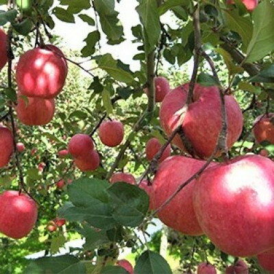 【ふるさと納税】サンふじ×その他品種　約5kg【津軽みらい農業協同組合の青森県産りんご】【1063272】 サムネイル3