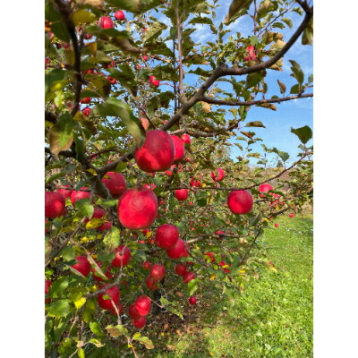 【ふるさと納税】鎌田林檎園直送!　キュンとする爽快な酸味りんご!!希少品種　ピンクレディ　【1252285】 サムネイル3