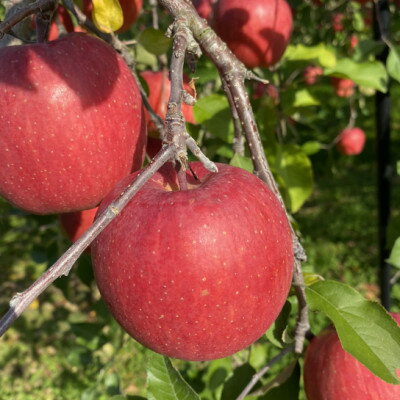 SevenApple木村農園から直送　樹上完熟さんふじ3kg【1313967】