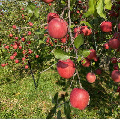 【ふるさと納税】SevenApple木村農園から直送　樹上完熟さんふじ3kg【1313967】 サムネイル3
