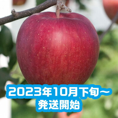 【ふるさと納税】【R7年11月上旬～発送開始】内容量 約10Kg 訳ありりんご シナノスイート 24～46個入_ りんご リンゴ 林檎 シナノスイート 訳あり 家庭用 青森県産 果物 フルーツ 美味しい 人気 送料無料 【配送不可地域：離島・沖縄県】【1333054】 サムネイル2