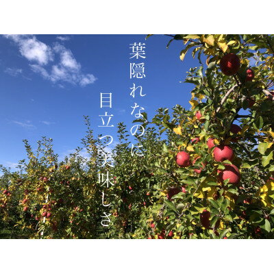 【ふるさと納税】園主一押し!味をとことん突き詰めたりんご　葉とらずサンふじ　贈答用　約5kg　蜜入り期待大!【1342650】 サムネイル2