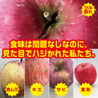 【R7年12月中旬～発送予定】訳あり 青森県産りんご「サンふじ」 約5kg(12～25個)_ りんご リンゴ 林檎 サンふじ 訳あり 青森県産 家庭用 果物 フルーツ 美味しい 人気 送料無料 【配送不可地域：離島・沖縄県】【1467242】