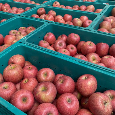 【ふるさと納税】ストレートりんごジュース&りんご【サンふじ】セット　5kg箱【1495762】 サムネイル3