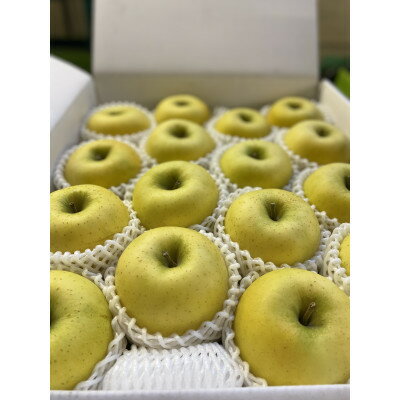 大人気青りんご「トキ」5kg箱(14～23個入り) 訳あり品【令和7年9月下旬より順次発送予定】【1505679】