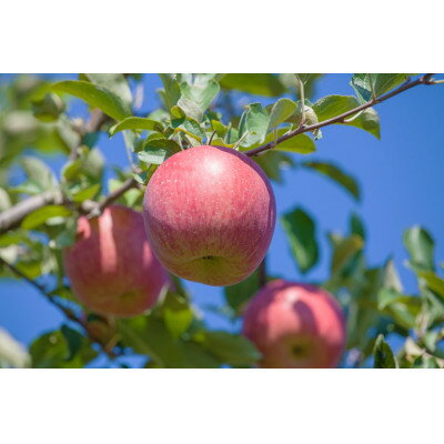 【ふるさと納税】サンふじ&名月 ギフトセット 化粧箱入 約5kg(14～20個)【1513852】 サムネイル3