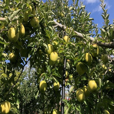 【ふるさと納税】農家直送　青森県産　王林　家庭用　約5kg(18個前後入り)　甘い青りんごの定番【1598177】 サムネイル2