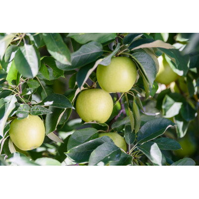 【ふるさと納税】平均糖度13度以上! シナノゴールド 約5kg おもてなし用 クール便【配送不可地域：離島・沖縄県】【1610041】 サムネイル3