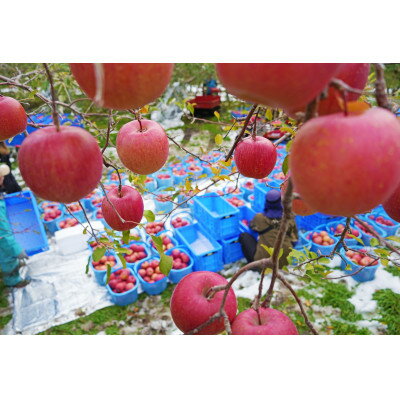 【ふるさと納税】平均糖度13度以上! サンふじ 約10kg 訳あり クール便【配送不可地域：離島・沖縄県】【1611229】 サムネイル2