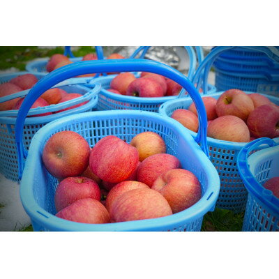 【ふるさと納税】平均糖度13度以上! サンふじ 約10kg 訳あり クール便【配送不可地域：離島・沖縄県】【1611229】 サムネイル3