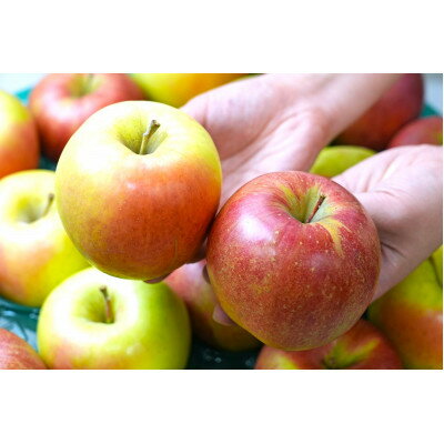 【ふるさと納税】糖度13度以上保証! ぐんま名月×シナノスイート 約5kg 訳あり【配送不可地域：沖縄県】【1613317】 サムネイル2