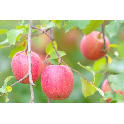 【ふるさと納税】糖度13度以上保証! ぐんま名月×シナノスイート 約5kg 訳あり【配送不可地域：沖縄県】【1613317】 サムネイル3