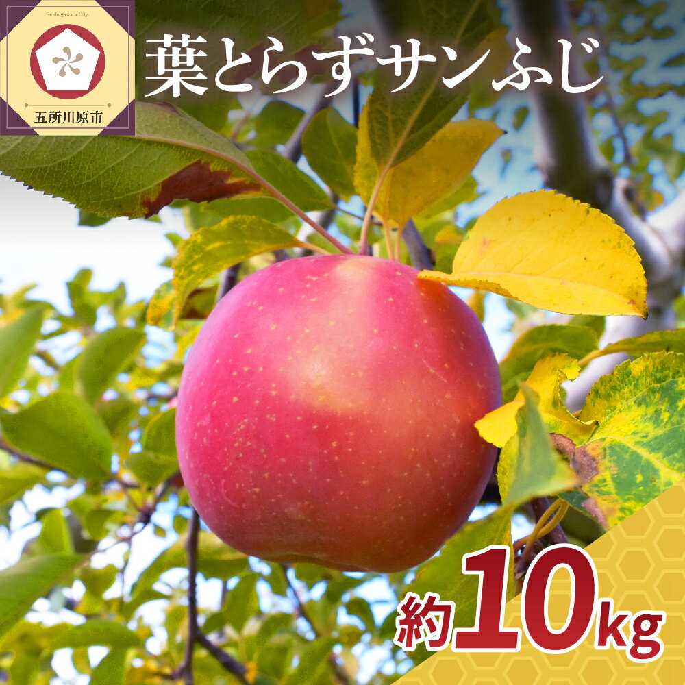 葉とらず サンふじ 10kg ( 配送時期が選べる 11月～ 3月 ) / 不揃い 規格外 りんご 林檎 アップル 常温保存 秋 旬 果物 くだもの フルーツ 青森県 五所川原市