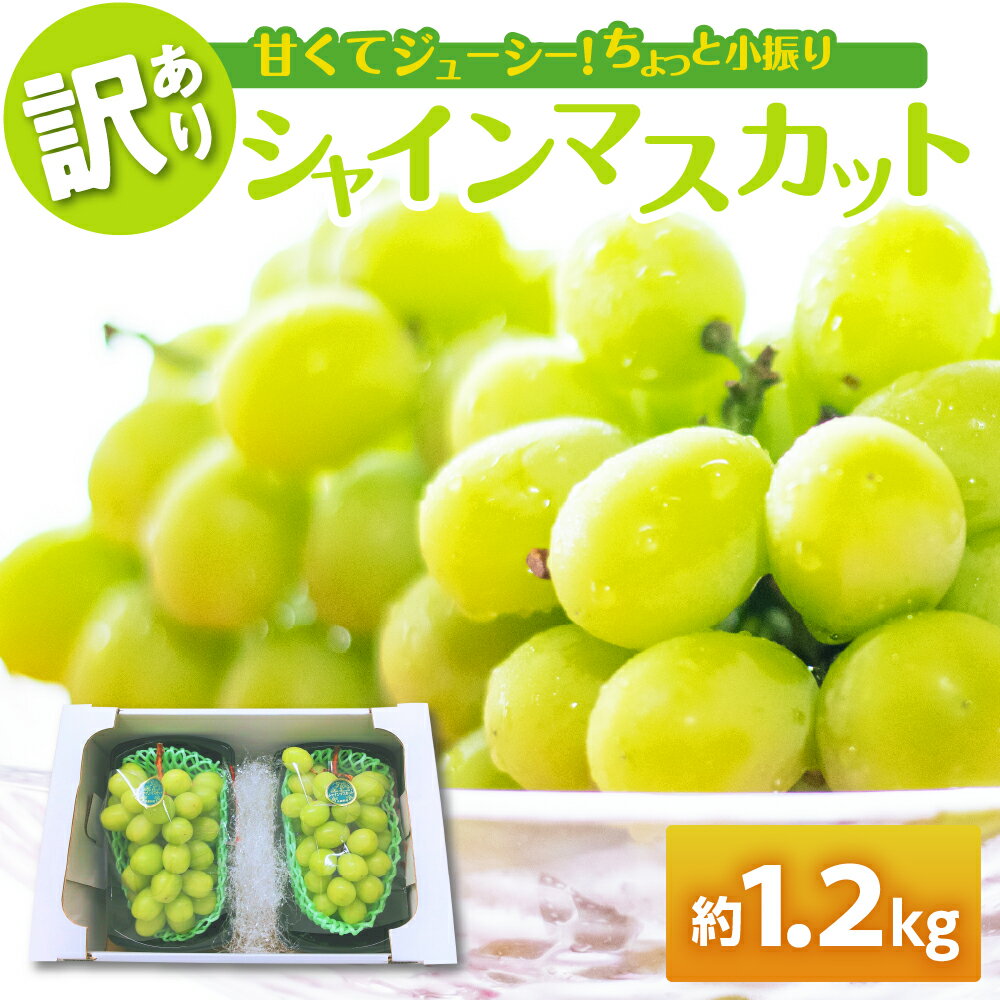 【 訳あり 】 シャインマスカット 1.2kg ( 配送時期が選べる 11月 12月 ) / 家庭用 ぶどう 葡萄 グレープ 果物 くだもの フルーツ 規格外 秋 旬 青森県 五所川原市