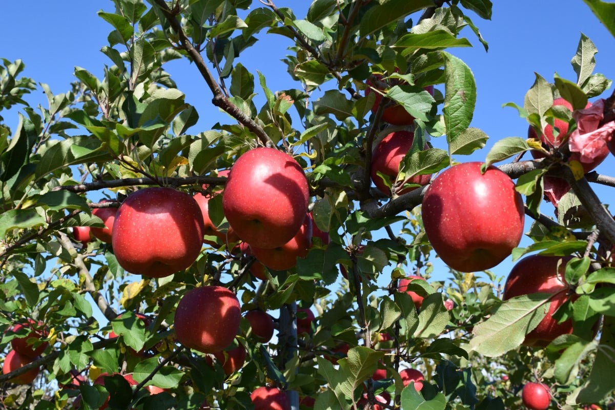 【ふるさと納税】 りんご 【 訳あり 】 5kg 1品種おまかせ ( 配送時期が選べる 10月～3月 )/ 不揃い 規格外 傷 果物 くだもの フルーツ 林檎 アップル リンゴ 秋 旬 常温保存 10月 11月 12月 1月 2月 3月 青森県 五所川原市 サムネイル3